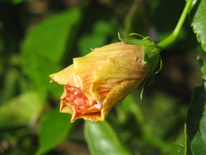 Hibiskus geschlossen.jpg